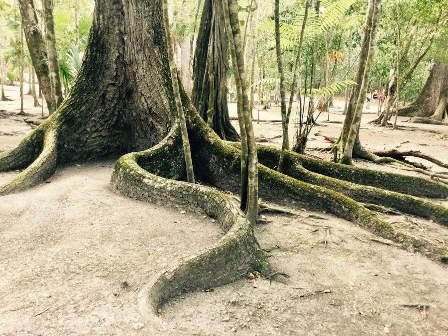 How to see Tikal in Guatemala - The ultimate guide to what not to do