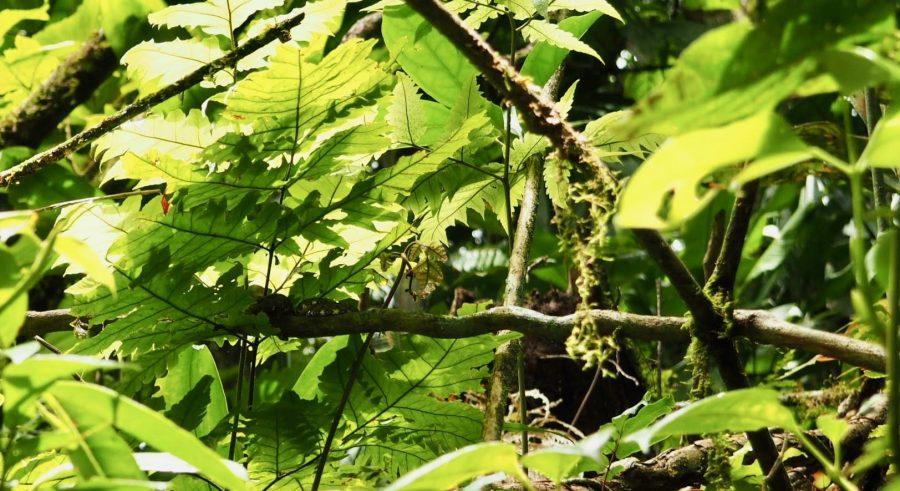 Things to do in Costa Rica - Mistico Park in La Fortuna
