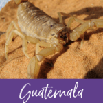The night I thought I was going to die from a Scorpion sting in Guatemala
