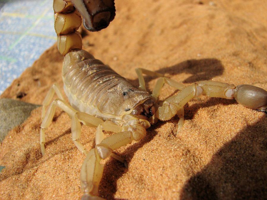 A detailed look into my hand-painted Alacranes (Scorpions) on The