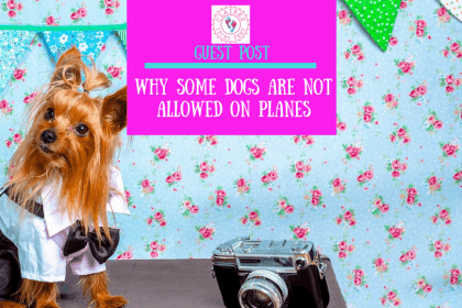 Guest Post _ Why Some Dogs Are Not Allowed on Planes by Sarah Jones Guest Post _ Why Some Dogs Are Not Allowed on Planes by Sarah Jones