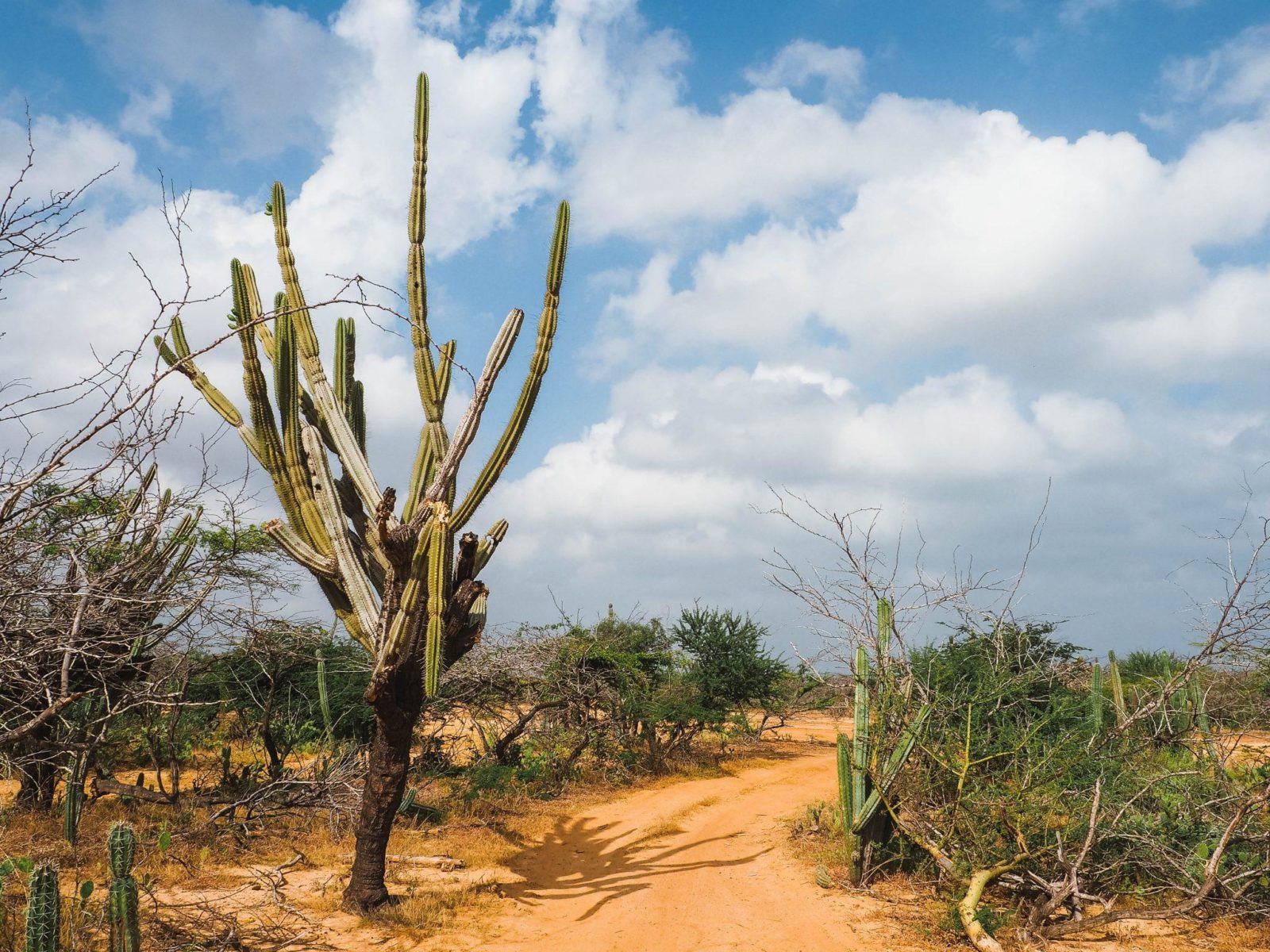 A dirt road with cactus trees in Punta Gallinas.