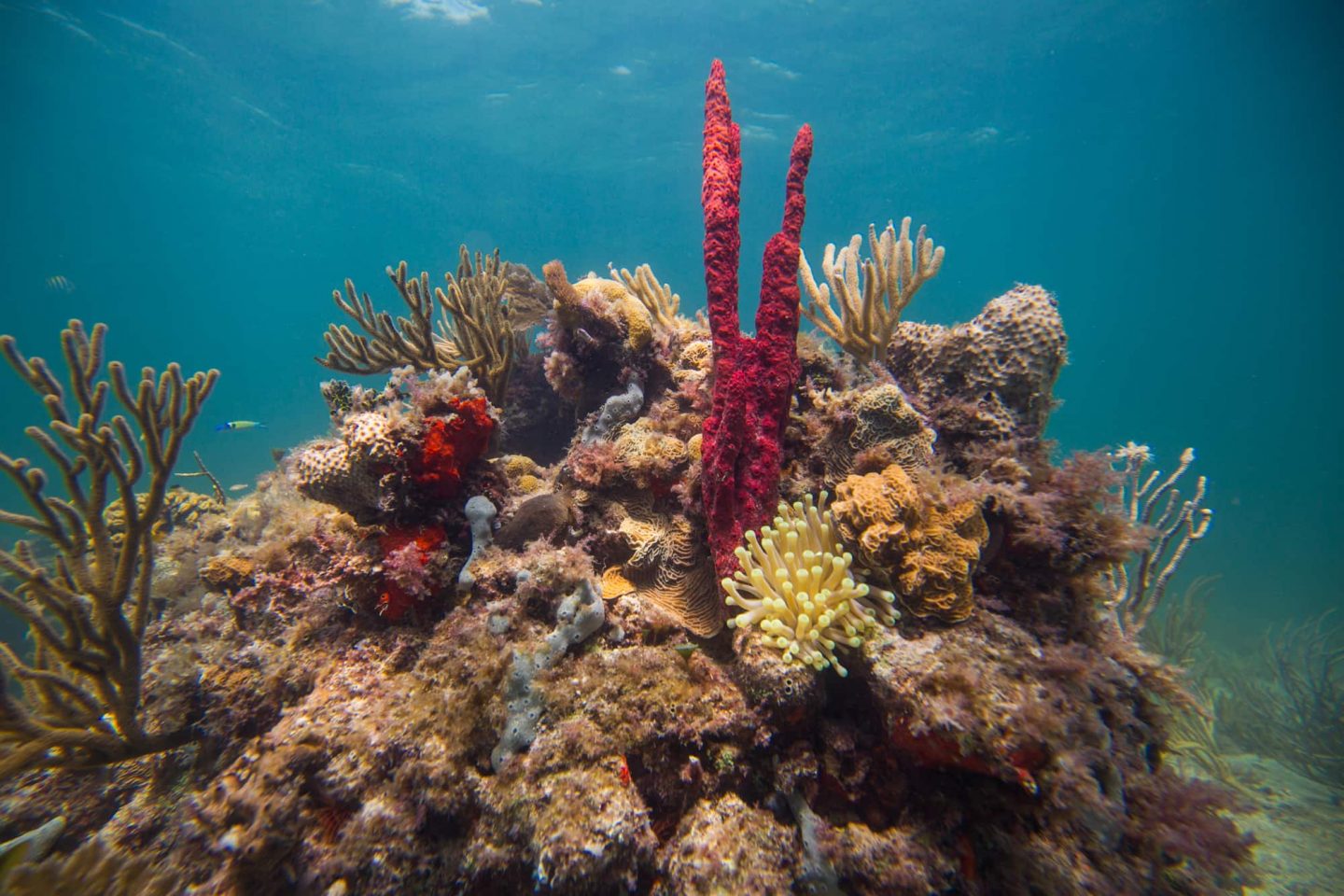 Adventures in Mexico | Scuba Diving in Puerto Morelos