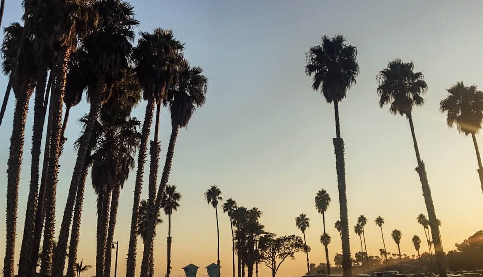 Santa Barbara Palm trees