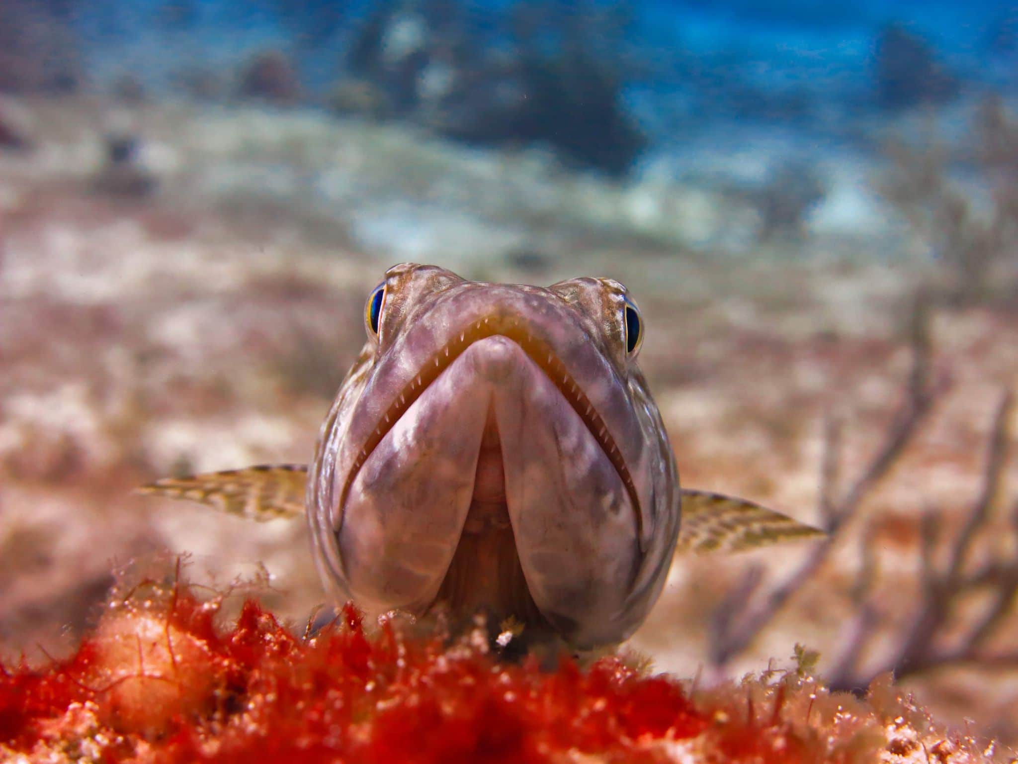 The Ultimate Guide to Diving in Cozumel | Cozumel dive sites, companies & accommodation