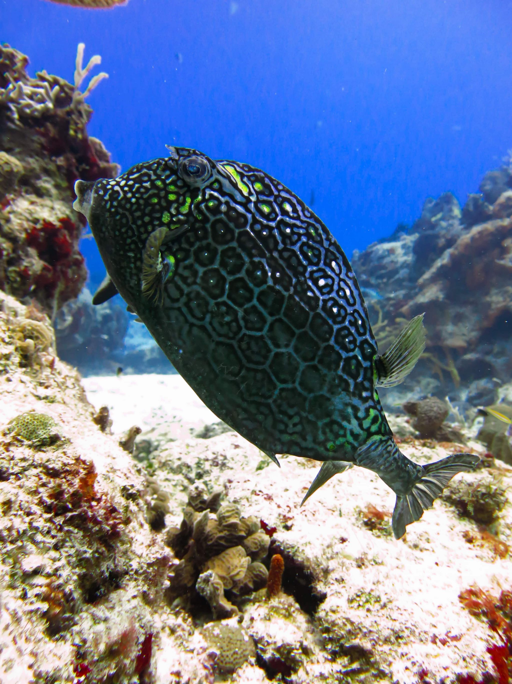 The Ultimate Guide to Diving in Cozumel | Cozumel dive sites, companies & accommodation