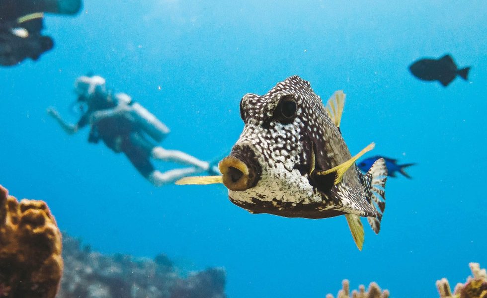 The Ultimate Guide to Diving in Cozumel | Cozumel dive sites, companies & accommodation