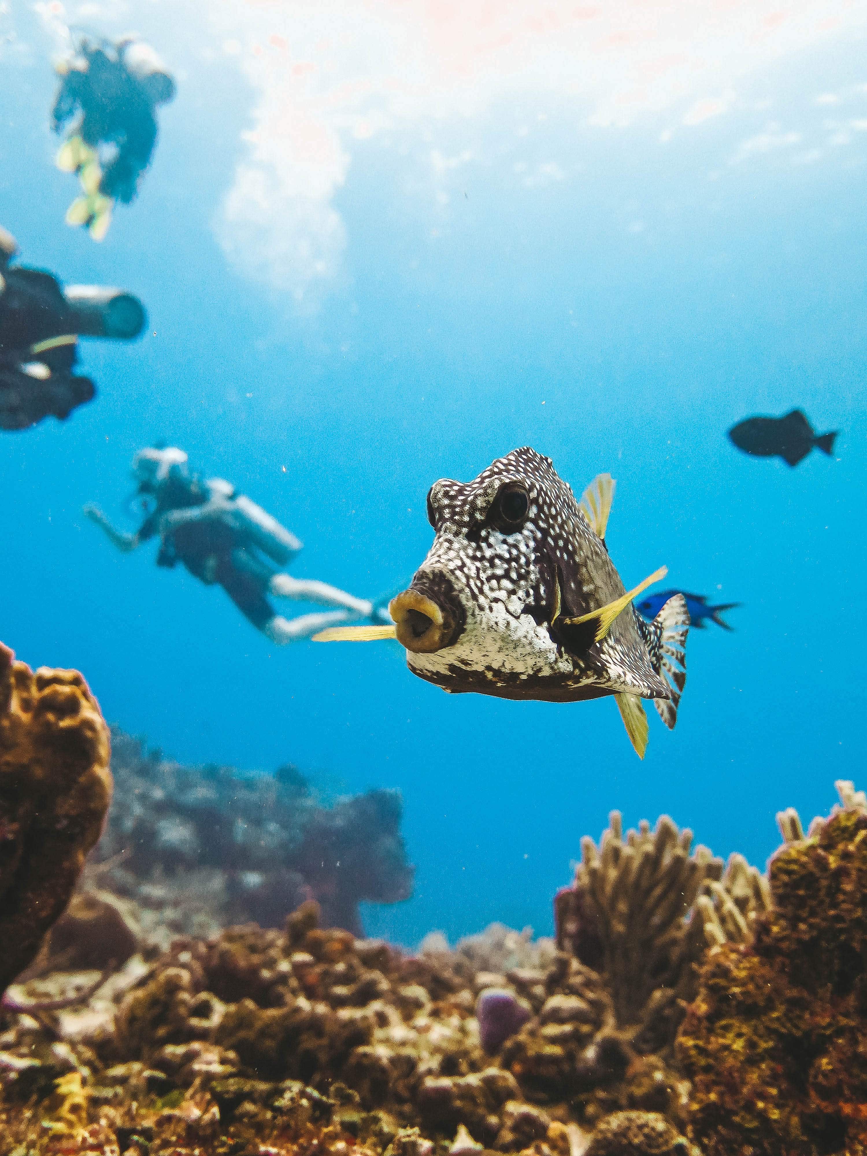 Cozumel Diving | 24 Reasons to Scuba Dive in Cozumel