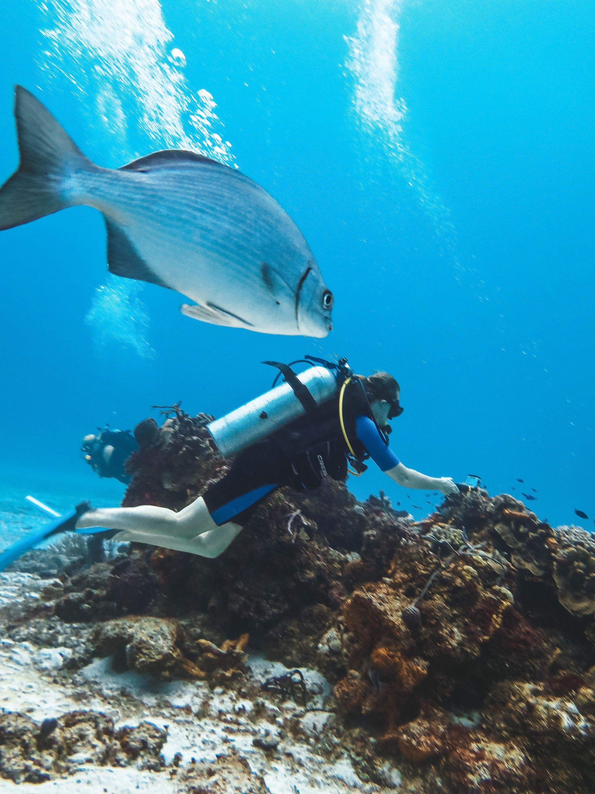 secrets cozumel dive shop