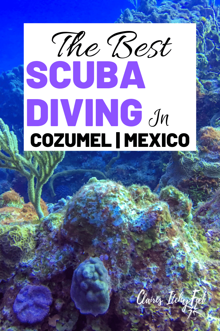 Looking for the best diving in Cozumel Mexico? Cozumel Mexico had world class diving and with so many companies to choose from it can be hard finding the best diving in Cozumel. Take a read of my experience scuba diving in Cozumel Mexico. #scubadiving #divingmexico #scubaDive #cozumelmexico