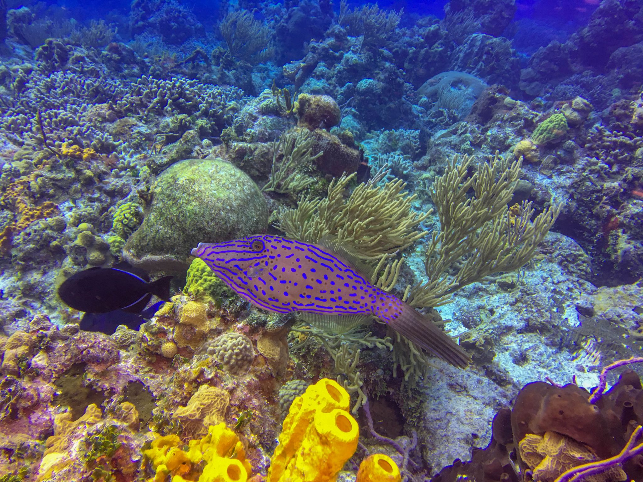 A colorful fish swims around a Cozumel coral reef during scuba diving.