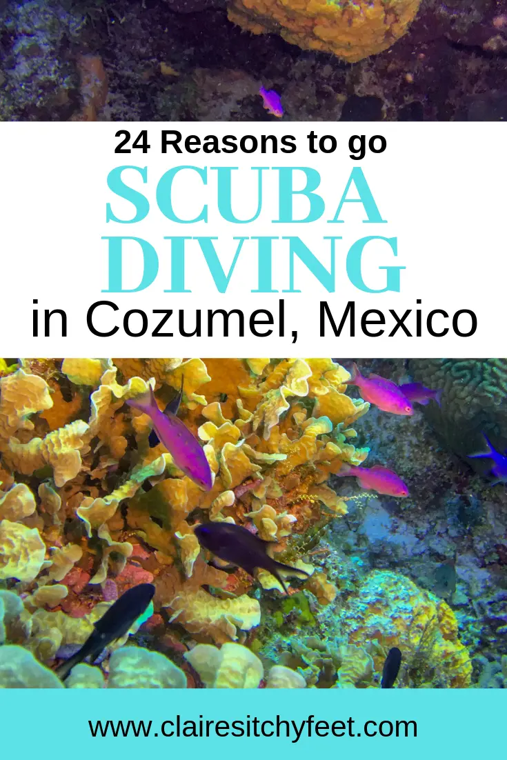 Looking for your next Scuba Diving destination? Cozumel in Mexico is one of the top dive destinations in the world. Scuba diving in Cozumel is world class. In this post I share 24 reasons why you NEED to go diving in Cozumel Mexico in the Riviera Maya. #ScubaDiving #DivingVacations #ScubaDive #DivingVacation #BestPlacesToDive