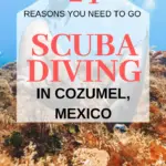 Looking for your next Scuba Diving destination? Cozumel in Mexico is one of the top dive destinations in the world. Scuba diving in Cozumel is world class. In this post I share 24 reasons why you NEED to go diving in Cozumel Mexico in the Riviera Maya. #ScubaDiving #DivingVacations #ScubaDive #DivingVacation #BestPlacesToDive