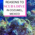 Looking for your next Scuba Diving destination? Cozumel in Mexico is one of the top dive destinations in the world. Scuba diving in Cozumel is world class. In this post I share 24 reasons why you NEED to go diving in Cozumel Mexico in the Riviera Maya. #ScubaDiving #DivingVacations #ScubaDive #DivingVacation #BestPlacesToDive