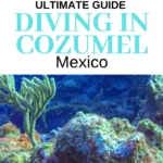 The Ultimate Guide to Diving in Cozumel | Cozumel dive sites, companies & accommodation