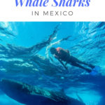 Whale shark tours Playa del Carmen | Everything you need to know