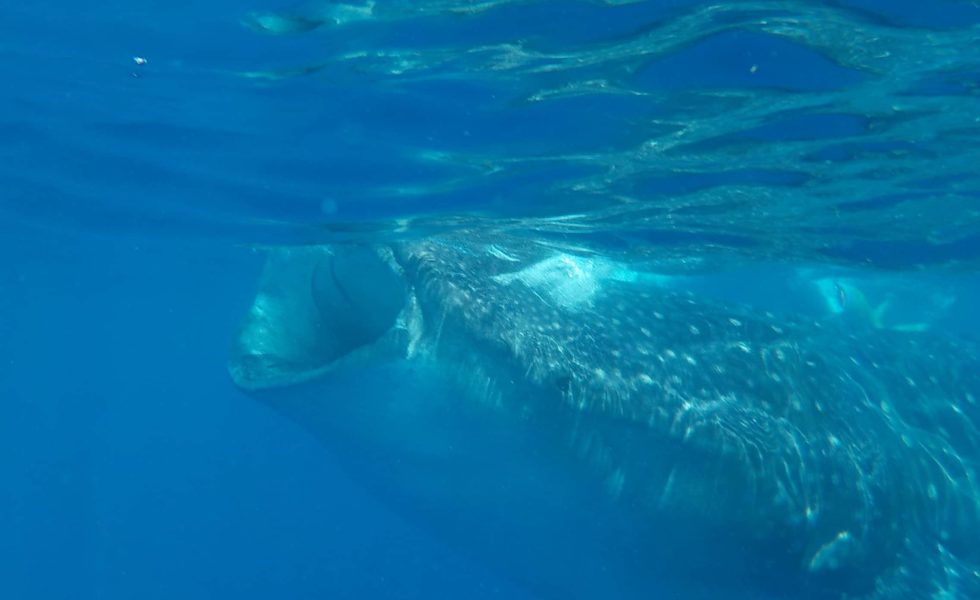 Thinking of swimming with whale sharks in Playa del Carmen, Cancun, or Tulum? Then read this first. This is everything you need to know before booking this once in a lifetime whale shark swimming experience. #whaleSharks #swimwithsharks #swimwithwhalesharks #mexicotravelguides