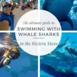 Whale shark tours Playa del Carmen | Everything you need to know