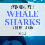 Whale shark tours Playa del Carmen | Everything you need to know