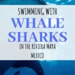 Whale shark tours Playa del Carmen | Everything you need to know