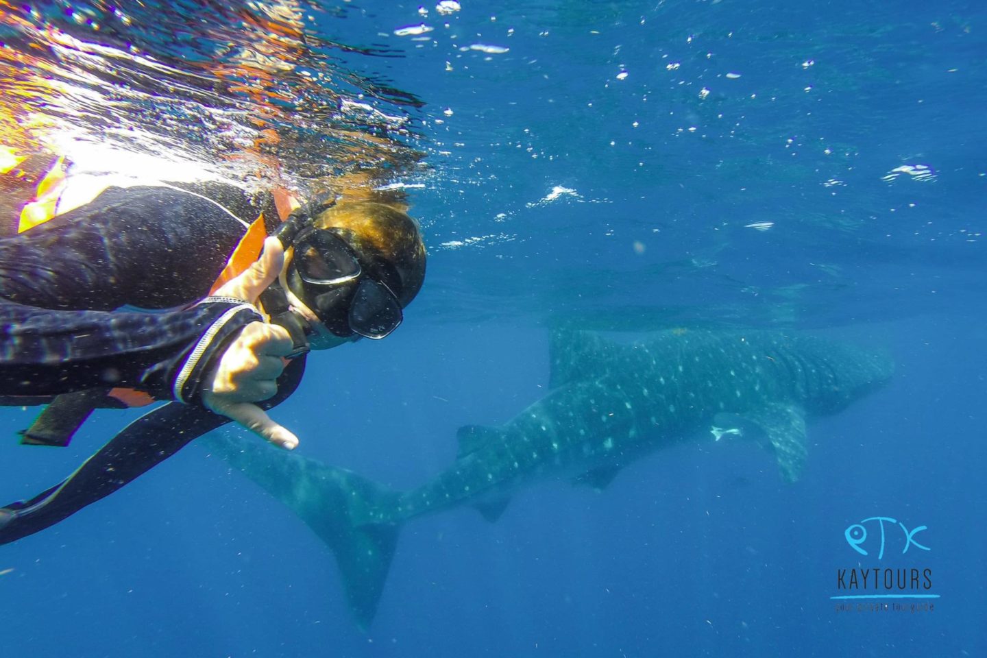 Whale Shark Tours Playa Del Carmen Everything You Need To Know