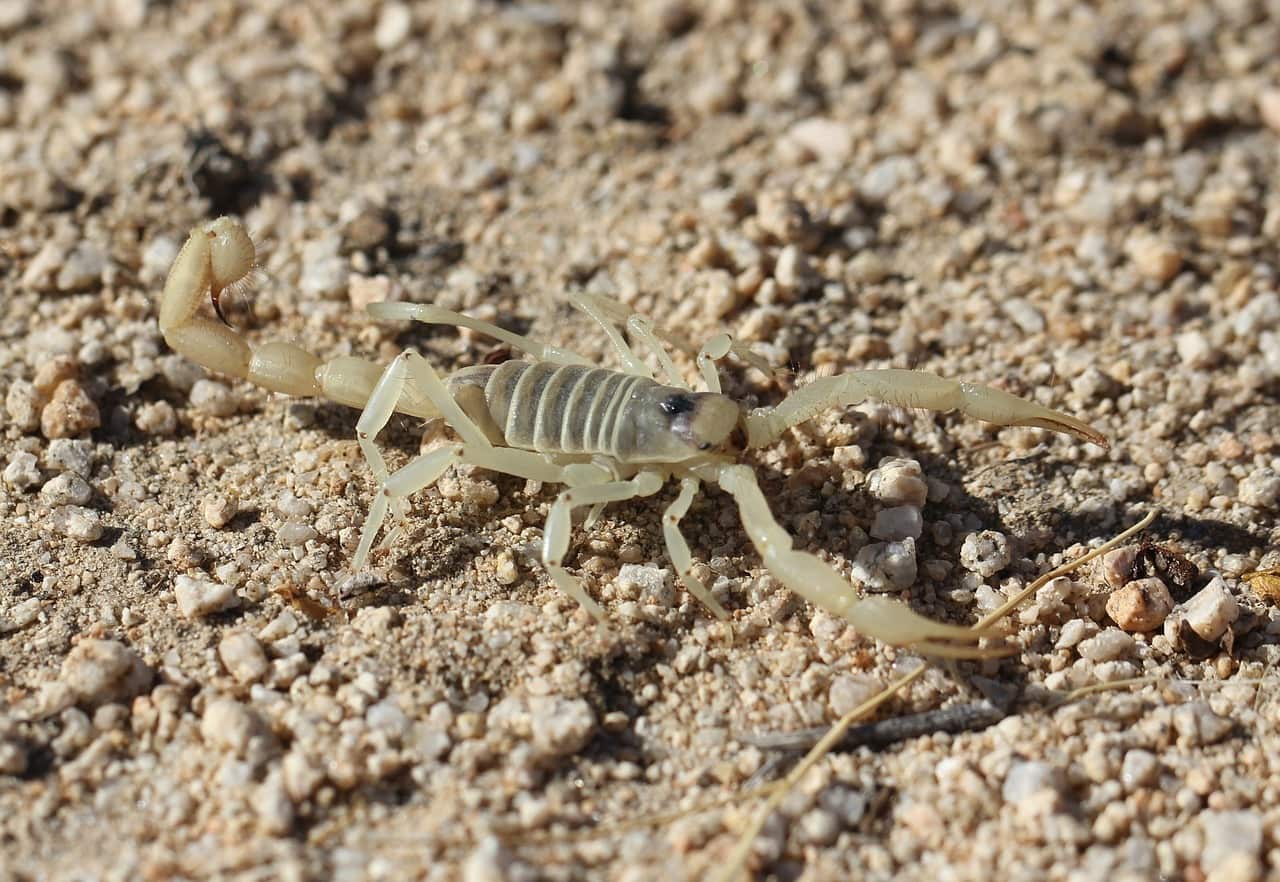 solo female traveler scorpion sting in Guatemala