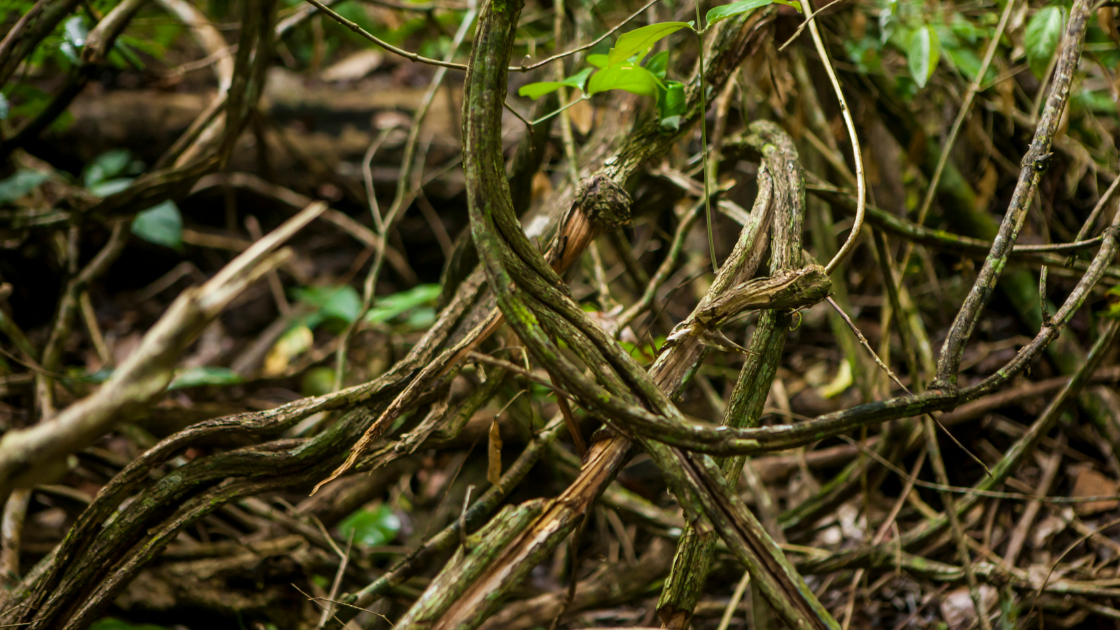 Ayahuasca Mexico