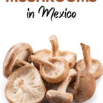 Top Things to do in San Jose del Pacifico Oaxaca