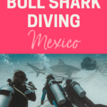Bull Shark Diving in Playa del Carmen Mexico