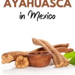 My Personal Journey With Ayahuasca Mexico