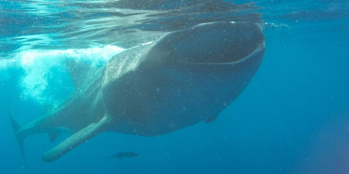 Whale Shark Tours Playa Del Carmen