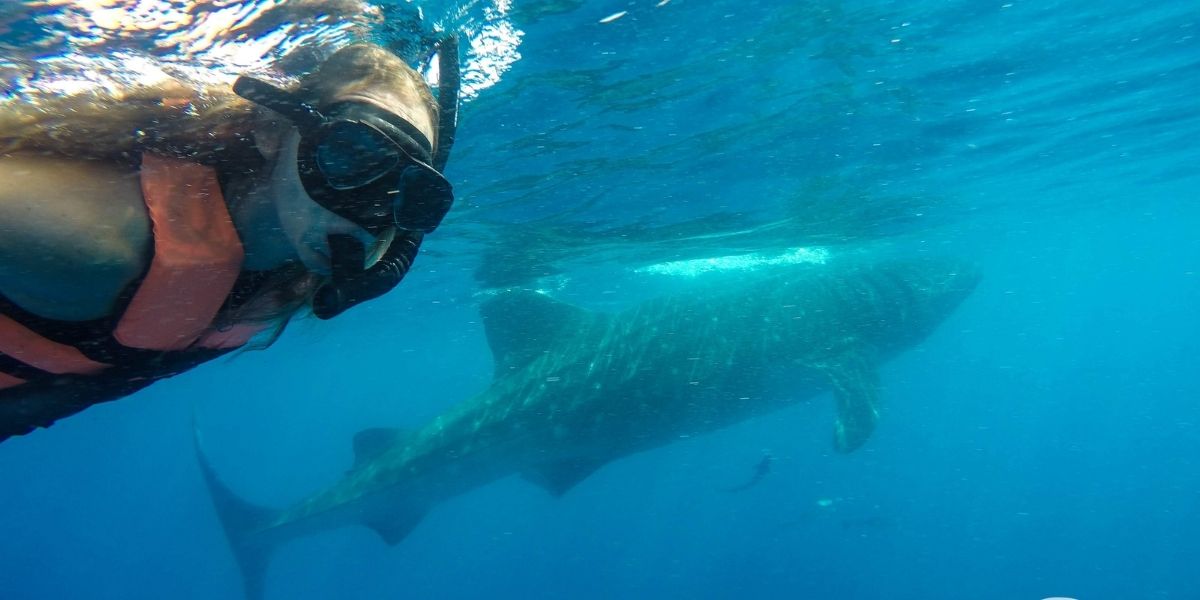 Whale Shark Tour Playa Del Carmen