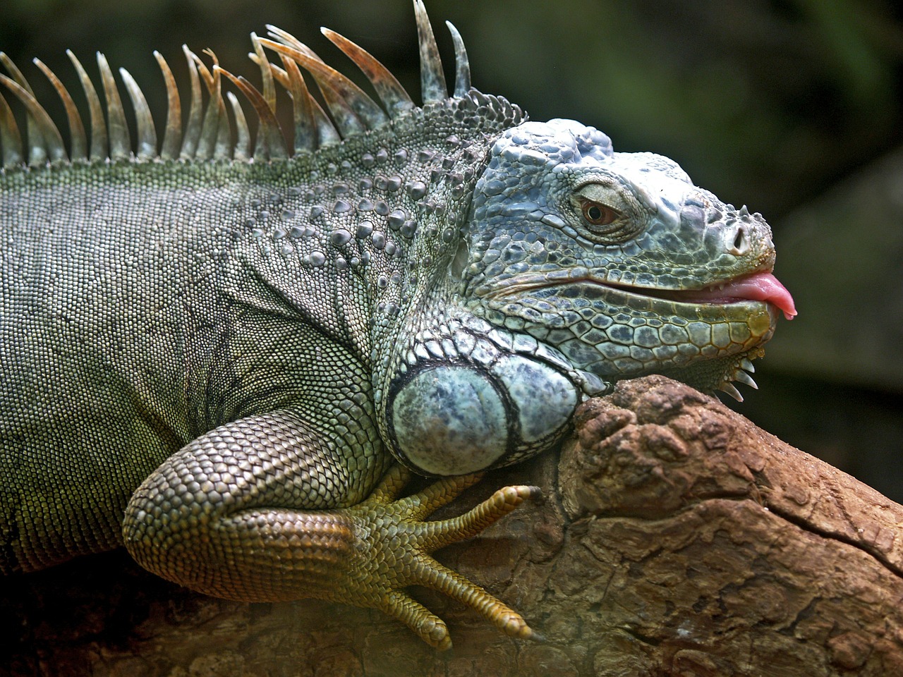 Riviera Maya Excursions jungle iguana