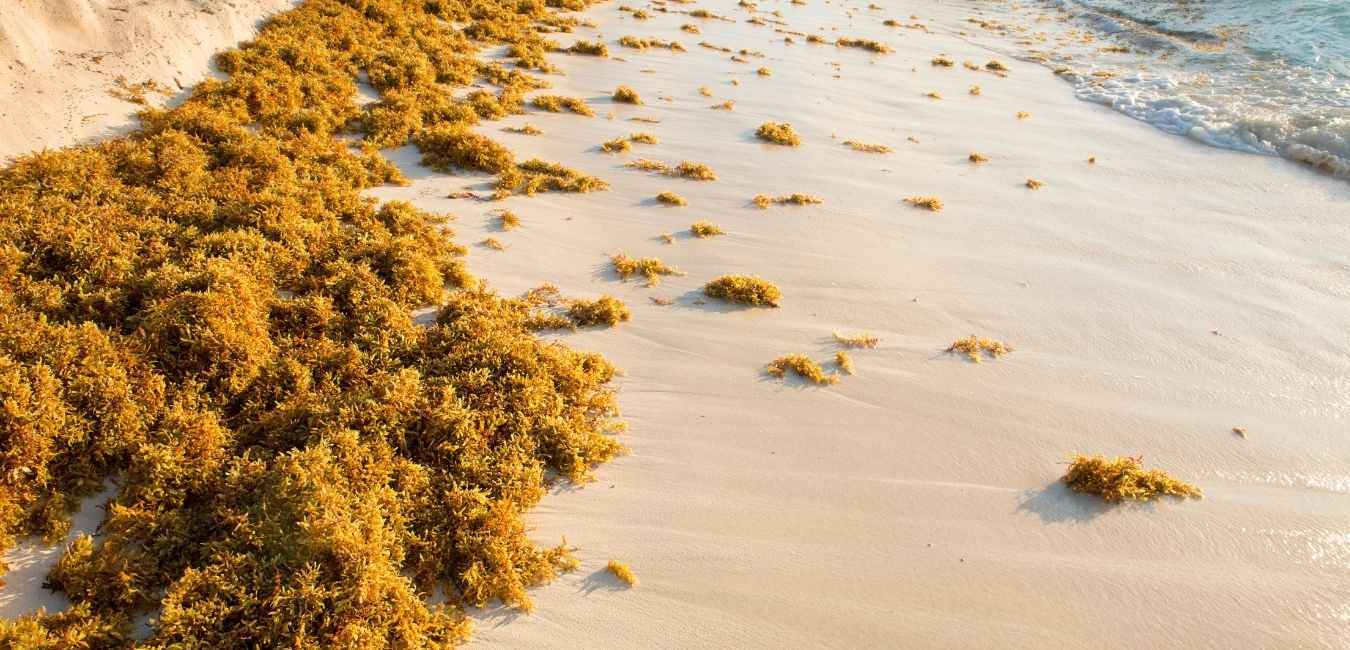 Sargassum in the Riviera Maya | Travel tips for Mexico