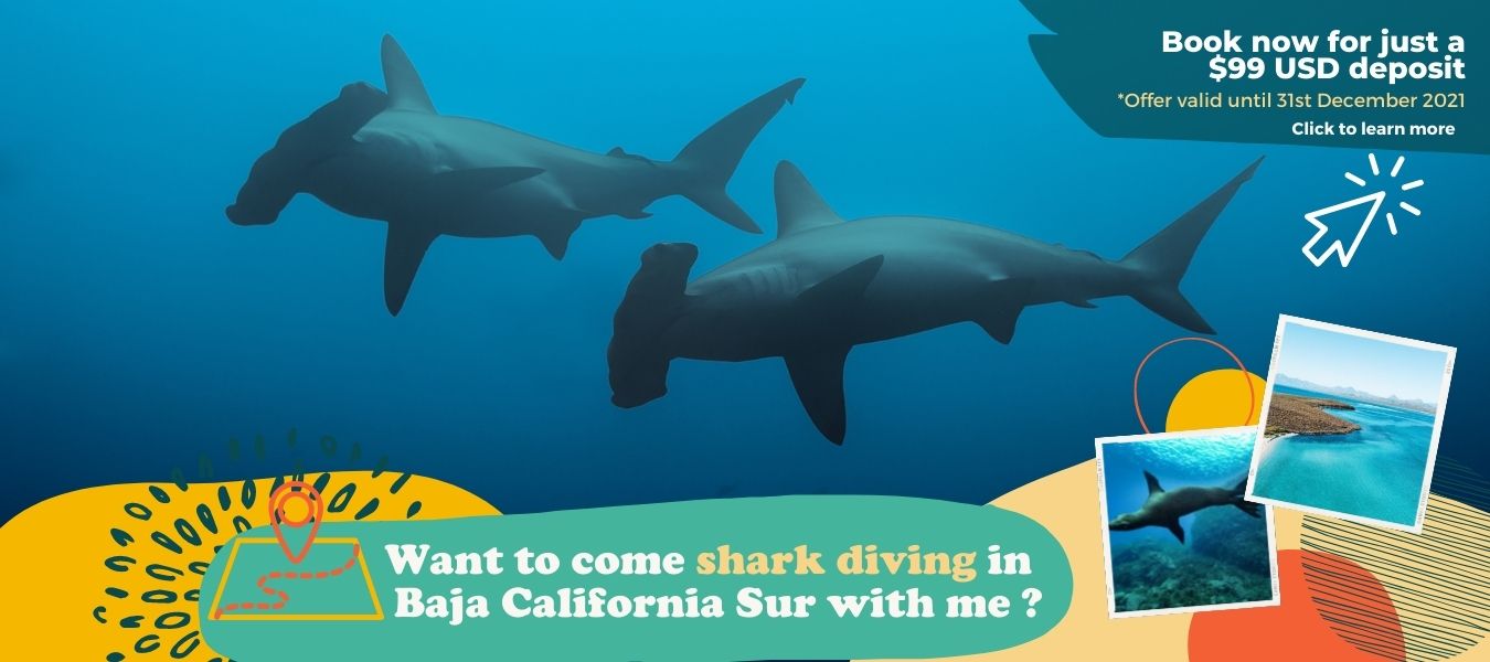 Baja California Sur Scuba Diving Tour