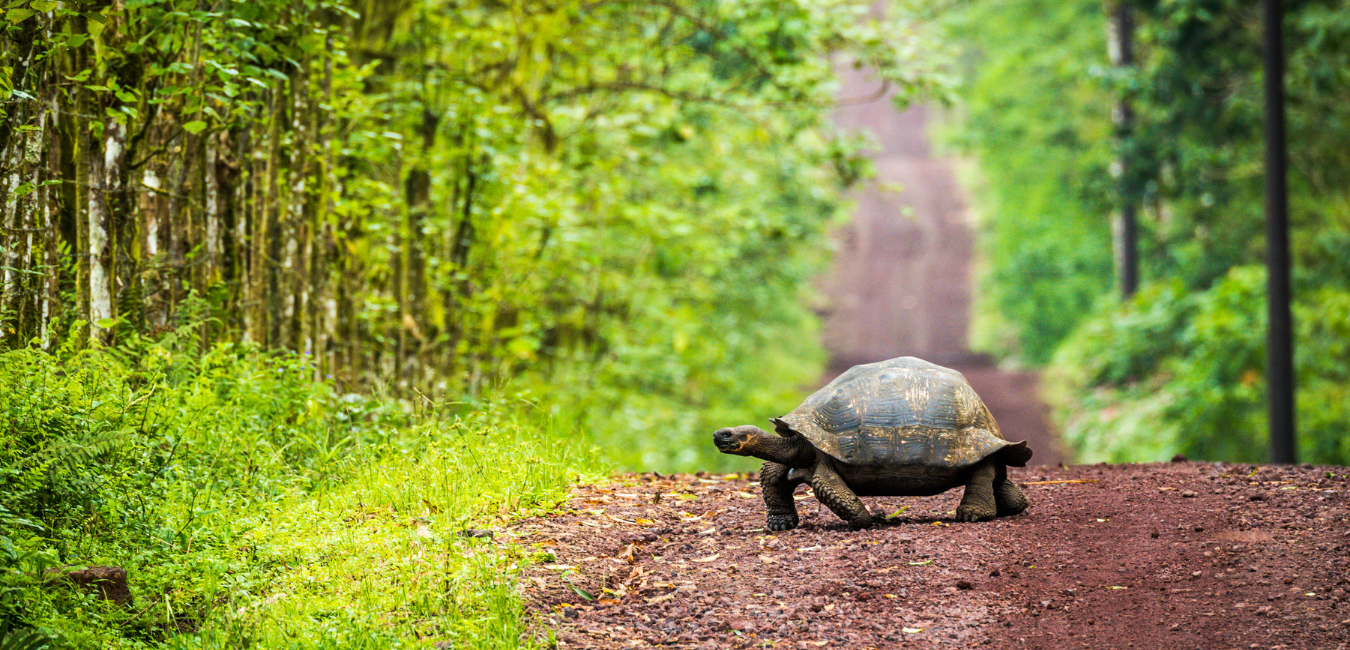 How to Get To Galapagos