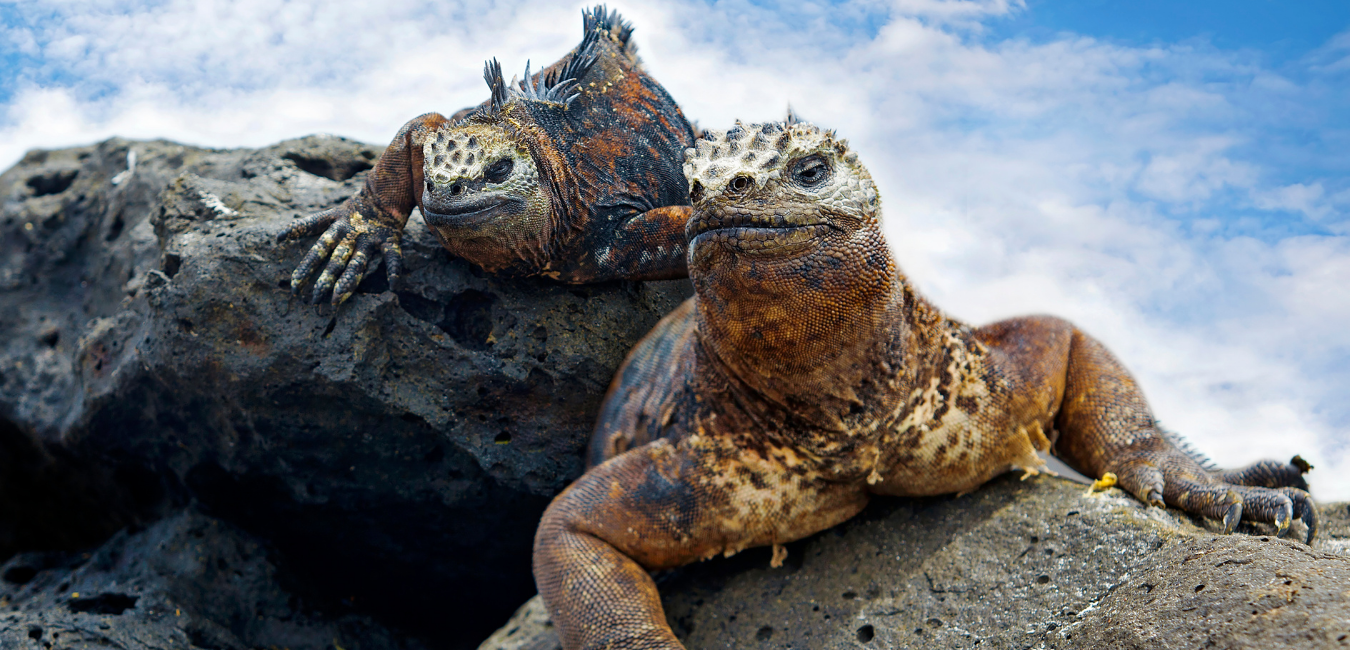 How to get to the Galapagos Islands | Galapagos Islands | Ecuador wildlife