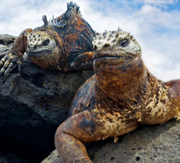 How To Get To Galapagos Islands