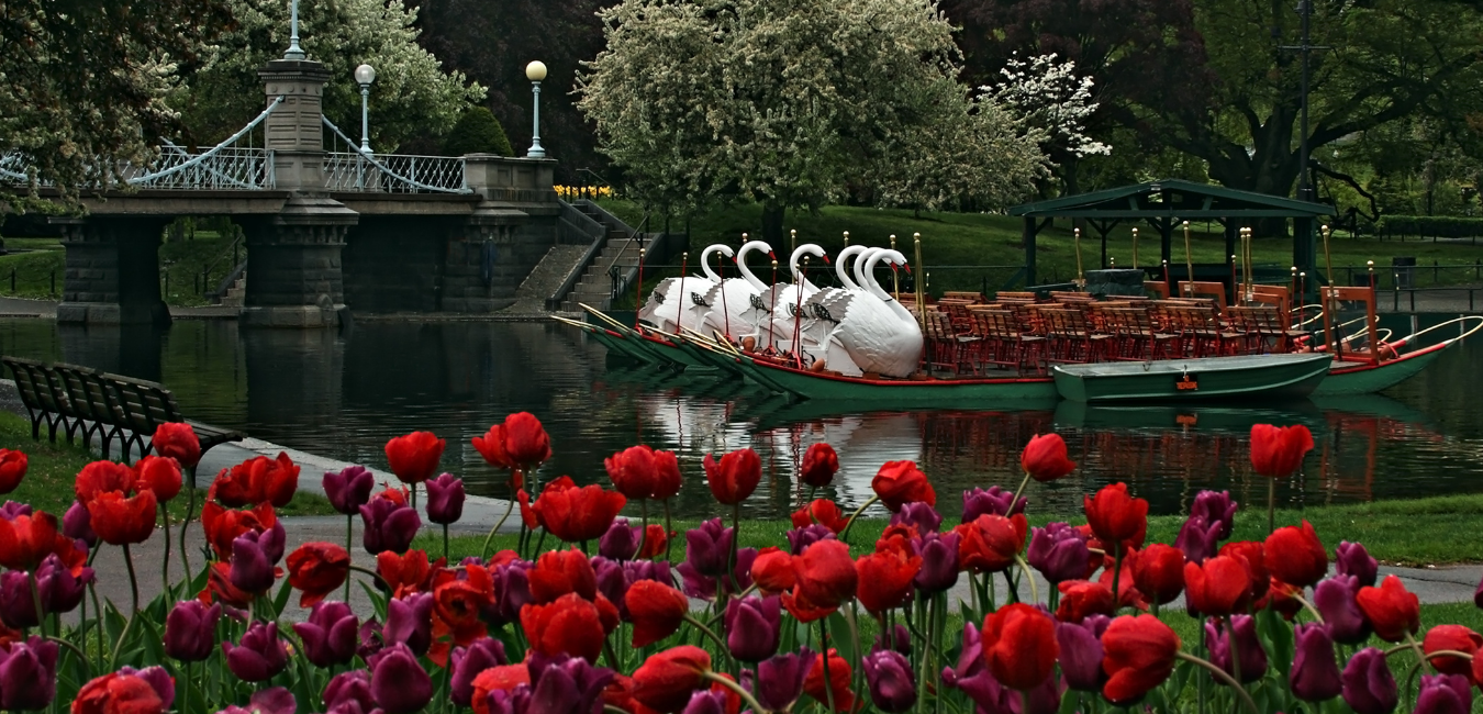 The public gardens Boston | One day in Boston