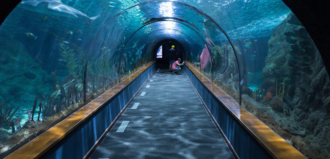 Things to Do in Virginia Beach | Virginia Aquarium and Marine science Center