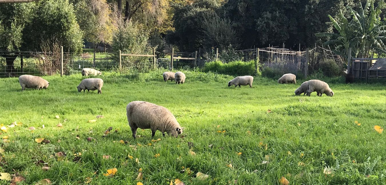 Sheep field | Galway country side | family things to do in Galway