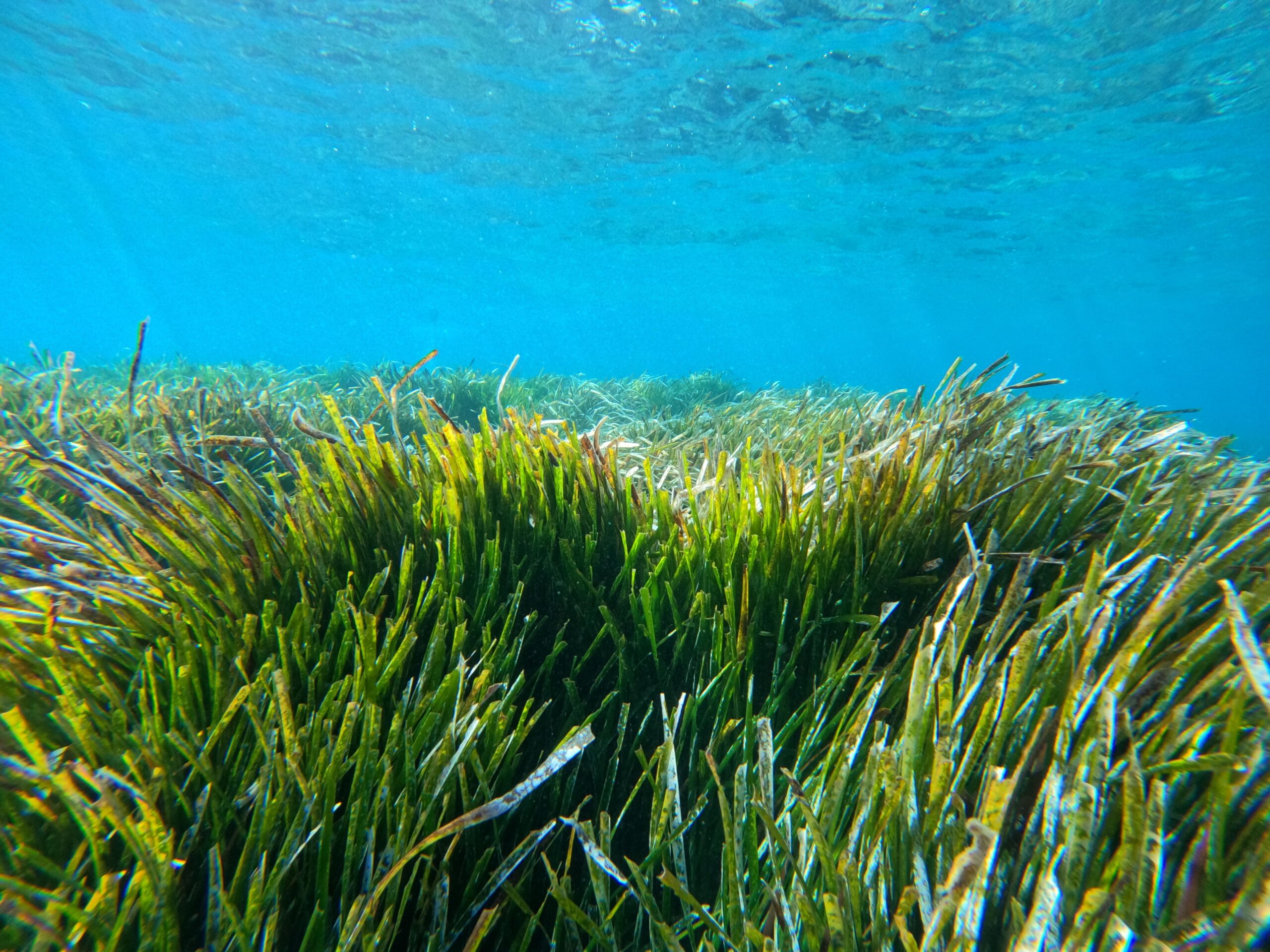 Scuba Diving in Limassol