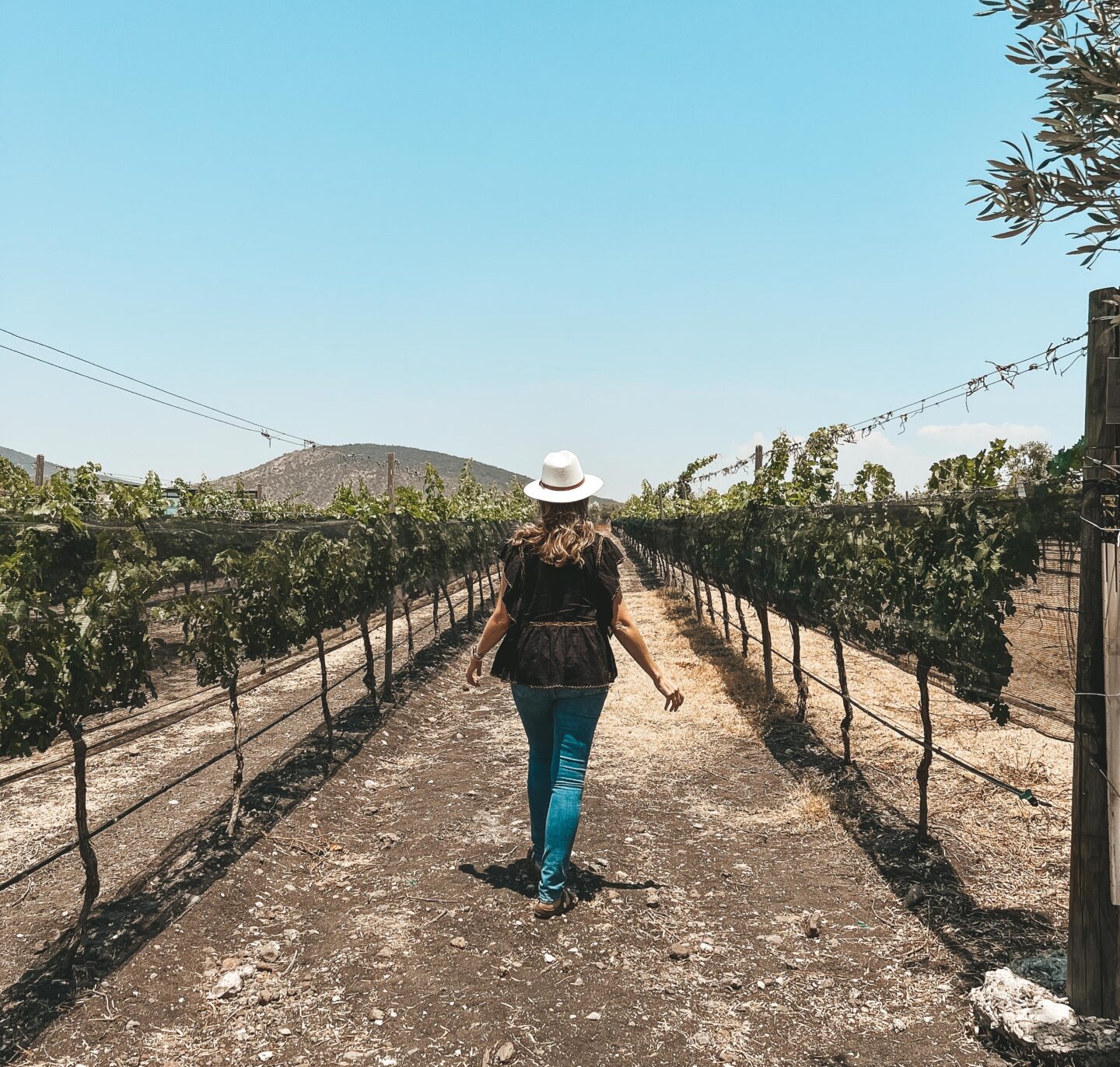 Wine tour San Miguel de Allende