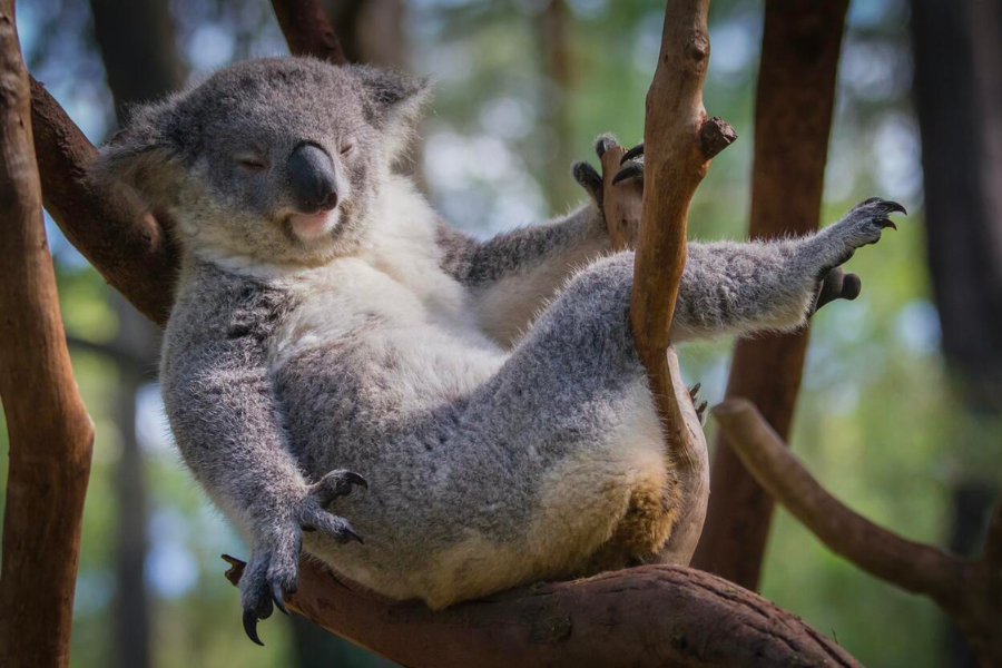The Best Wildlife Parks in Australia