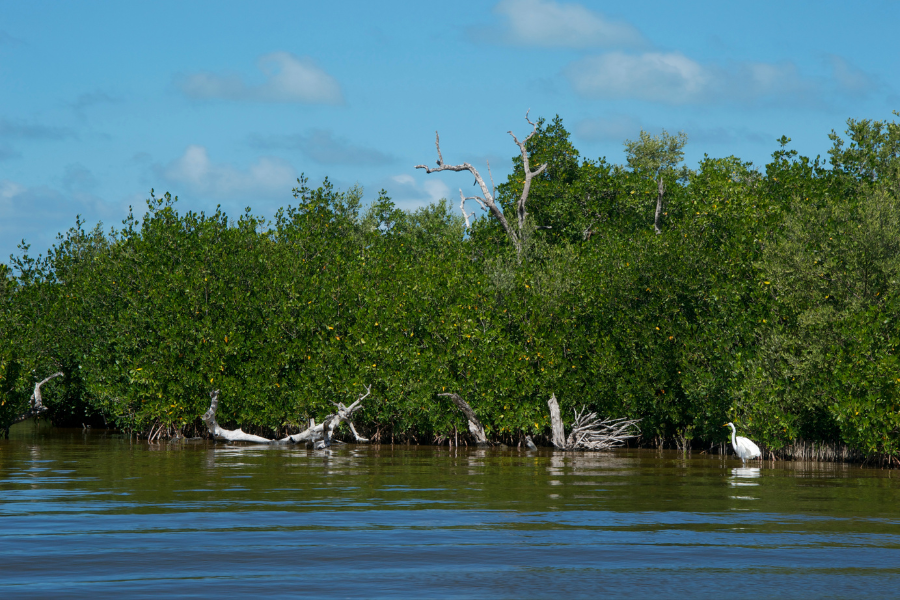 Ría Lagartos Biosphere