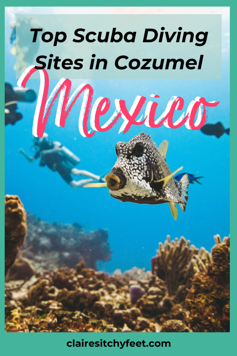 Best Cozumel Scuba Diving Packages + Diving Cozumel Tips