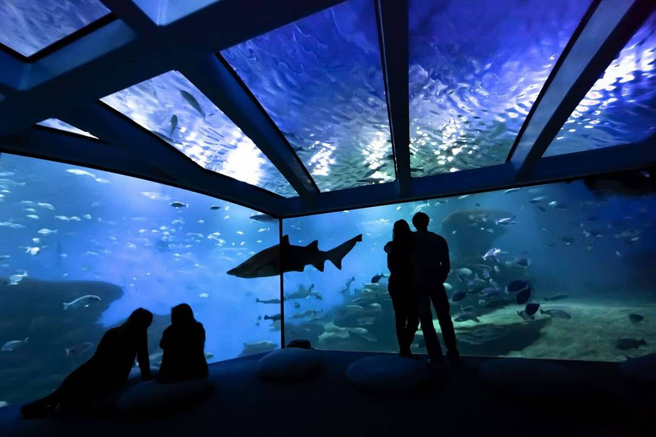 Exploring the Palma Aquarium in Mallorca: A complete guide