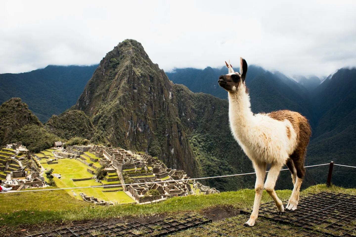 Llama overlooking Machu Picchu in cloudy weather