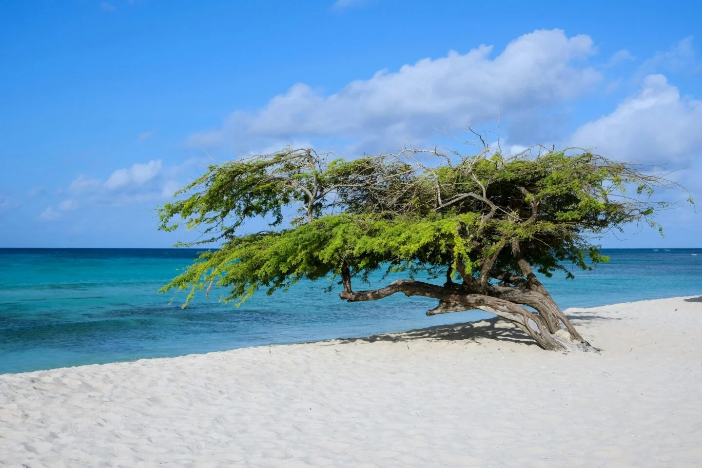 Divi tree on sandy Caribbean beach