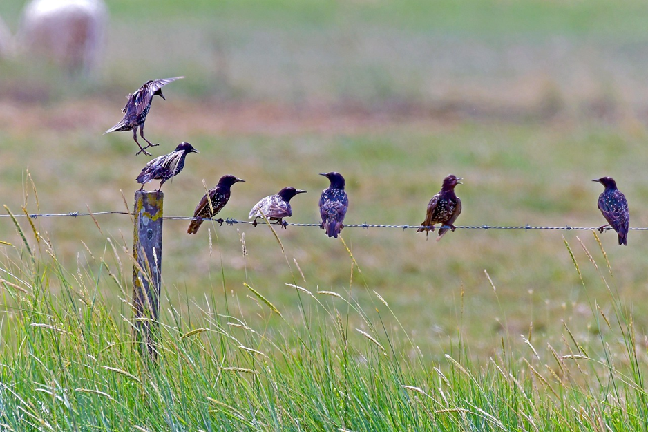 Various birds perched on fence in grassy field